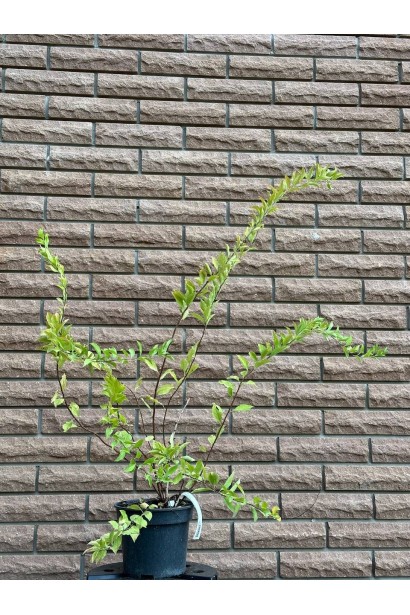 Спірея сливолиста Голдфаєр  - 3л/вис.80-100см/Ø30-40см